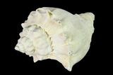Pliocene Gastropod (Melongena) Fossil - Florida #148563-1